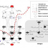 A Graph-cut Based Algorithm For Approximate Mrf Optimization