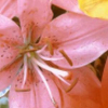 A new direction adaptive scheme for image interpolation