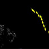 Autocalibration via Rank-Constrained Estimation of the Absolute Quadric