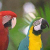 Gaussian Noise Elimination in Colour Images by Vector-Connected Filters