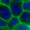 Integrated profiling of cell surface protein and nuclear marker for discriminant analysis