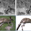 A Global Perspective on MAP Inference for Low-Level Vision