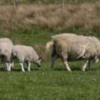 Principled Hybrids of Generative and Discriminative Models
