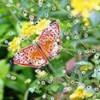 Bilateral Symmetry Detection and Segmentation via Symmetry-Growing