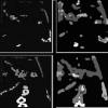 Texture-Based Segmentation of Satellite Weather Imagery