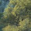 Using High-Level Visual Information for Color Constancy