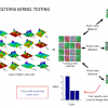 Volterrafaces: Discriminant Analysis using Volterra Kernels